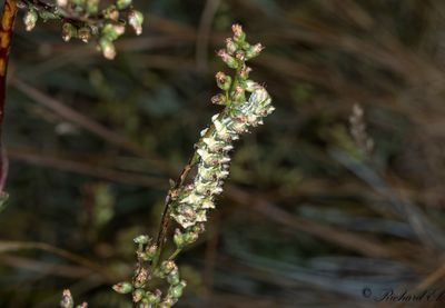 Malörtskapuschongfly - Scarce Wormwood (Cucullia artemisiae)