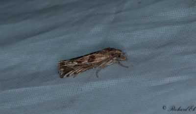 Fltmalrtsrotvecklare (Pelochrista infidana)