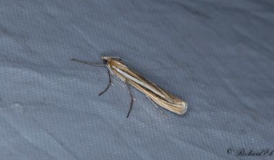 Svartstrimmigt gräsmott (Agriphila deliella)