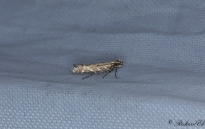 Triftfilosofmal (Aristotelia brizella)