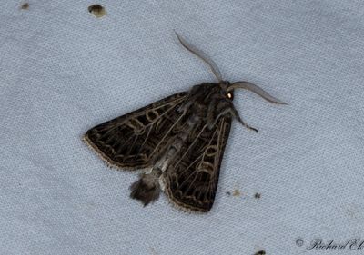 Vitribbat fltfly - Feathered Gothic (Tholera decimalis) 