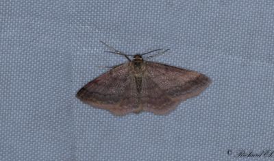 Rdltt lvmtare - Tawny Wave (Scopula rubiginata)