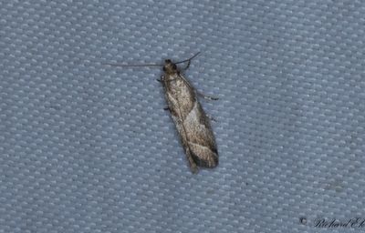 Grborotmott (Nyctegretis lineana)