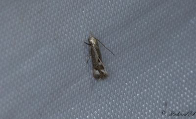 Grusstarrsgrsmal - Bog Dwarf (Elachista utonella)