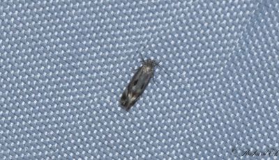 Grusstarrsgrsmal - Bog Dwarf (Elachista utonella)