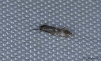 Grusstarrsgrsmal - Bog Dwarf (Elachista utonella)