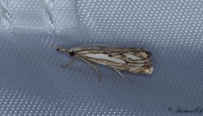 Hllmarksgrsmott - Chequered Grass-veneer (Catoptria falsella)