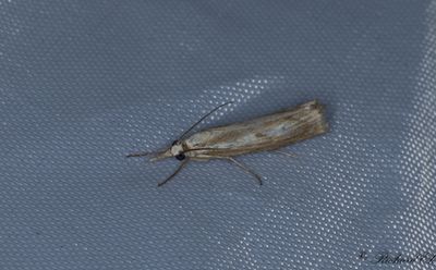 Grsskottsmott (Agriphila inquinatella)