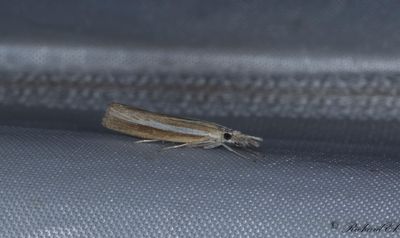 Strandgrsmott - Pale-streak Grass-veneer (Agriphila selasella)