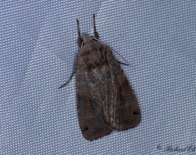 Svartpunktsjordfly - Dotted Clay (Xestia baja)