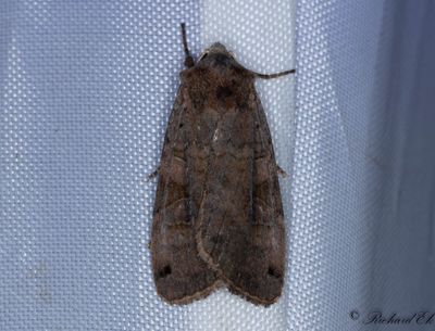 Svartpunktsjordfly - Dotted Clay (Xestia baja)