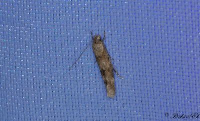 Vinterbrokmal (Mompha epilobiella)
