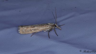 Linjerat grsmott (Pediasia fascelinella)