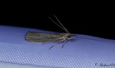 Rdgrtt grsrotsmott - Sandhill Knot-horn (Anerastia lotella)