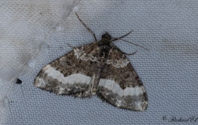 Vinklad fltmtare - Sharp-angled Carpet (Euphyia unangulata)