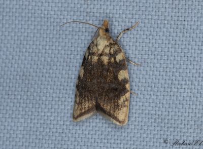 Gul ekbredvecklare (Aleimma loeflingiana)