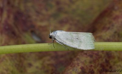 Silverpoppelspinnare (Earias vernana)