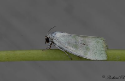 Silverpoppelspinnare (Earias vernana)