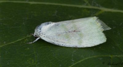 Silverpoppelspinnare (Earias vernana)