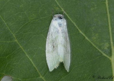 Silverpoppelspinnare (Earias vernana)