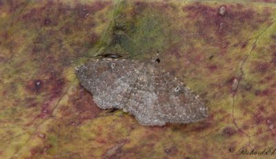 Vandringsfltmtare - The Gem (Orthonama obstipata)