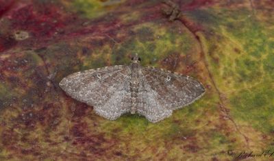Vandringsfältmätare - The Gem (Orthonama obstipata)