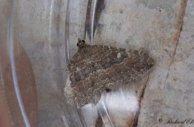Vandringsfltmtare - The Gem (Orthonama obstipata)