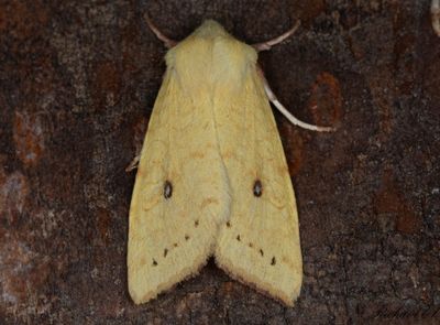 Blekgult gulvingsfly - Sallow (Cirrhia icteritia)