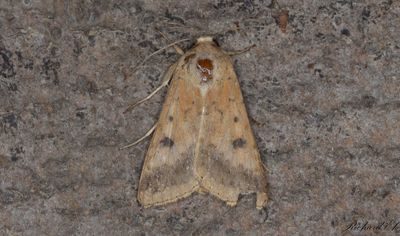 Bomullsknlfly - Scarce Bordered Straw (Helicoverpa armigera)