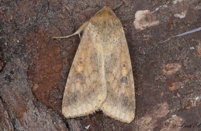 Bomullsknölfly - Scarce Bordered Straw (Helicoverpa armigera)
