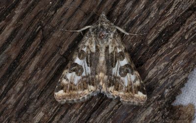 Svartfläckigt knölfly - Spotted Clover Moth (Protoschinia scutosa)