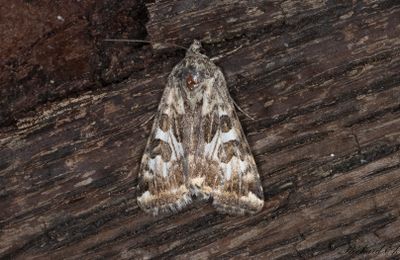 Svartflckigt knlfly - Spotted Clover Moth (Protoschinia scutosa)