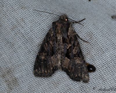 Brunviolett ängsfly - Beautiful Arches (Mniotype satura)