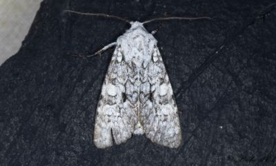 Gråvitt klippfly - Grey Chi (Antitype chi)