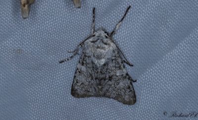 Grvitt klippfly - Grey Chi (Antitype chi)