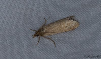 Immigrantgrsmott - Necklace Veneer (Euchromius ocellea)