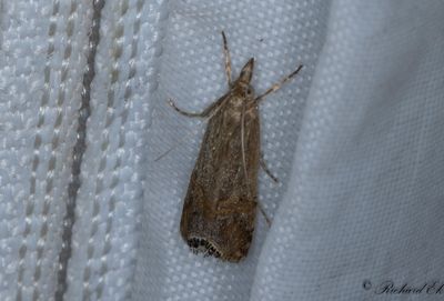 Immigrantgrsmott - Necklace Veneer (Euchromius ocellea)