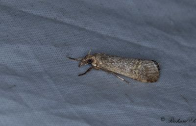 Immigrantgrsmott - Necklace Veneer (Euchromius ocellea)