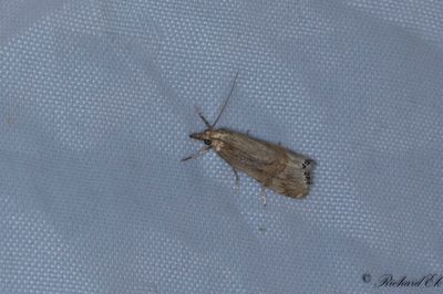 Immigrantgrsmott - Necklace Veneer (Euchromius ocellea)