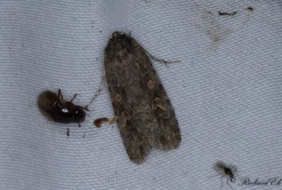 Smalvingat lvfly - Small Mottled Willow (Spodoptera exigua)