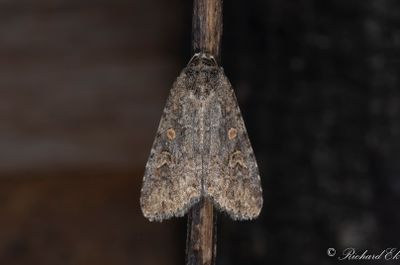 Smalvingat lövfly - Small Mottled Willow (Spodoptera exigua)