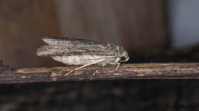 Smalvingat lvfly - Small Mottled Willow (Spodoptera exigua)