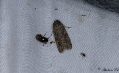 Smalvingat lvfly - Small Mottled Willow (Spodoptera exigua)