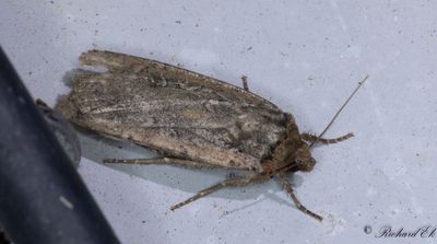 Strre sjordfly - Stout Dart (Spaelotis ravida)