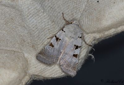 Ljusgrått jordfly - Autumnal Rustic (Eugnorisma glareosa)