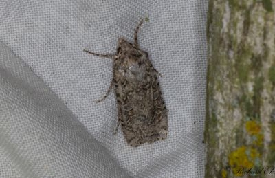 Sandfältsjordfly - Coast Dart (Euxoa cursoria)