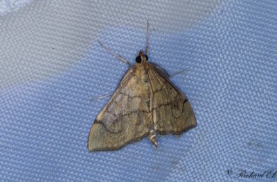 Kungsljusmott (Anania verbascalis)