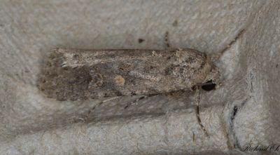 Smalvingat lvfly - Small Mottled Willow (Spodoptera exigua)