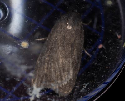 Strandvialsfly (Athetis lepigone)