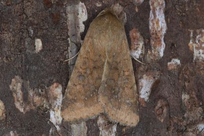 Bomullsknlfly - Scarce Bordered Straw (Helicoverpa armigera)